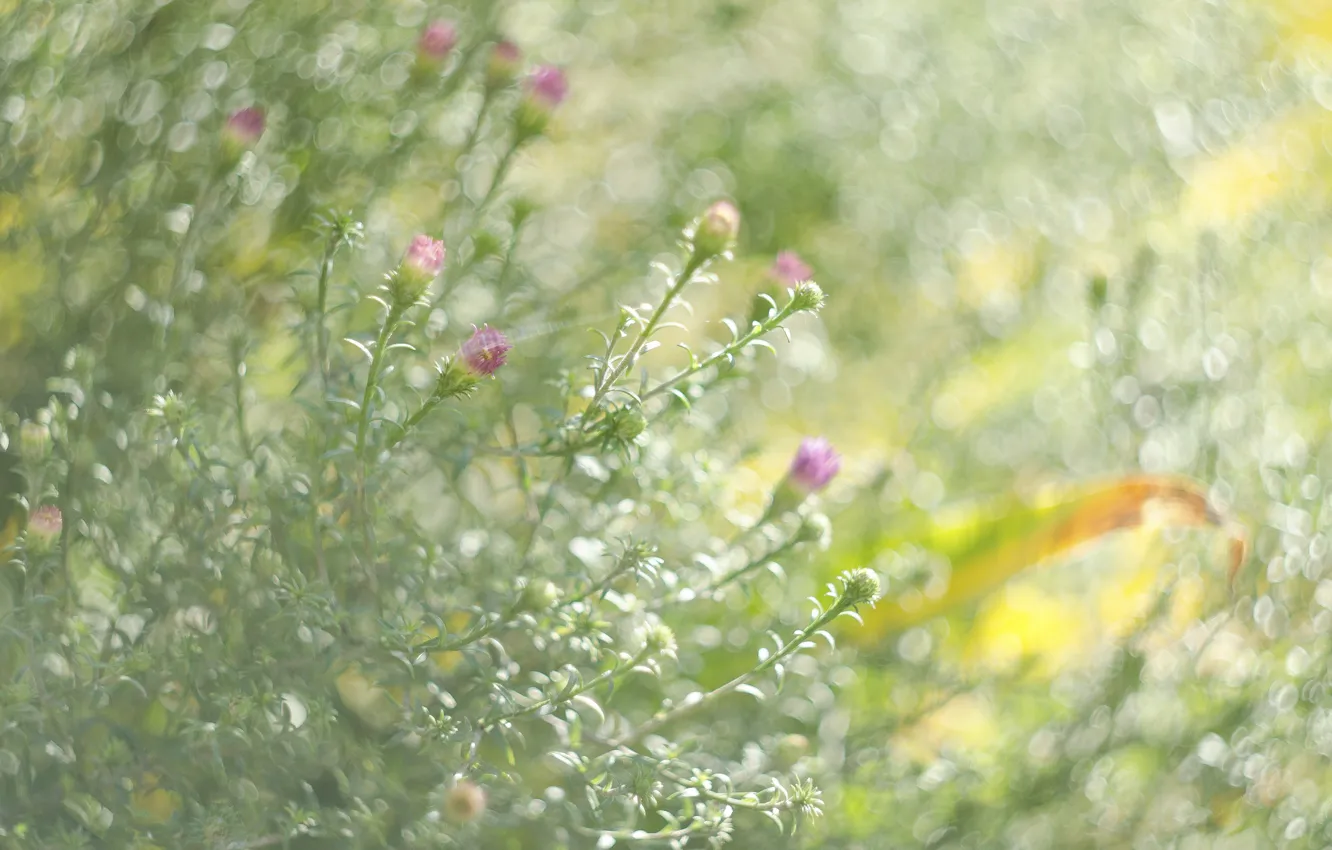 Photo wallpaper greens, flower, glare, mood, texture, Boke