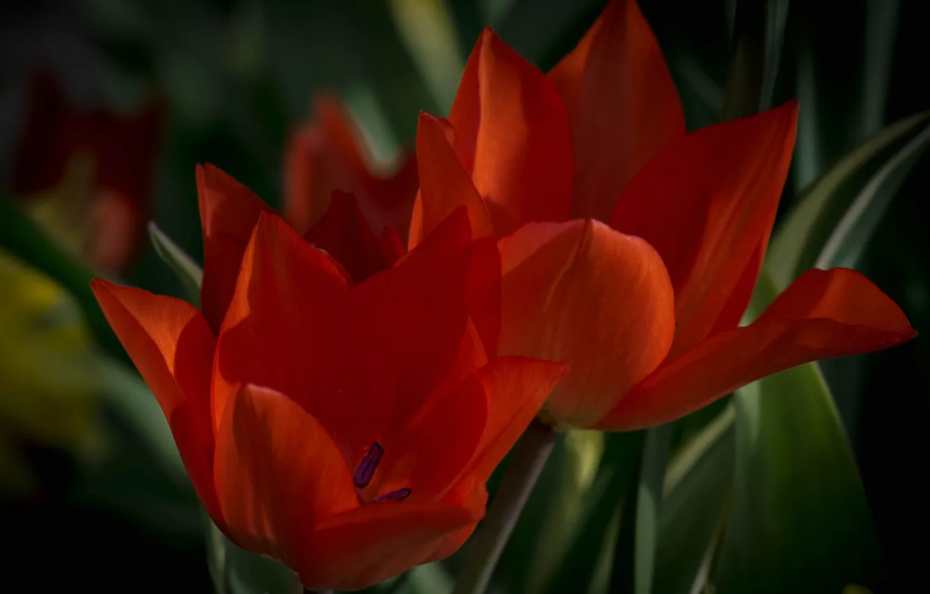 Photo wallpaper nature, petals, garden, tulips