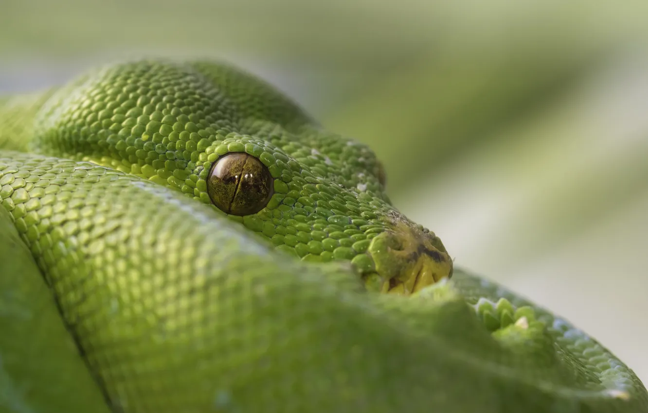 Photo wallpaper eyes, green, snake, boa