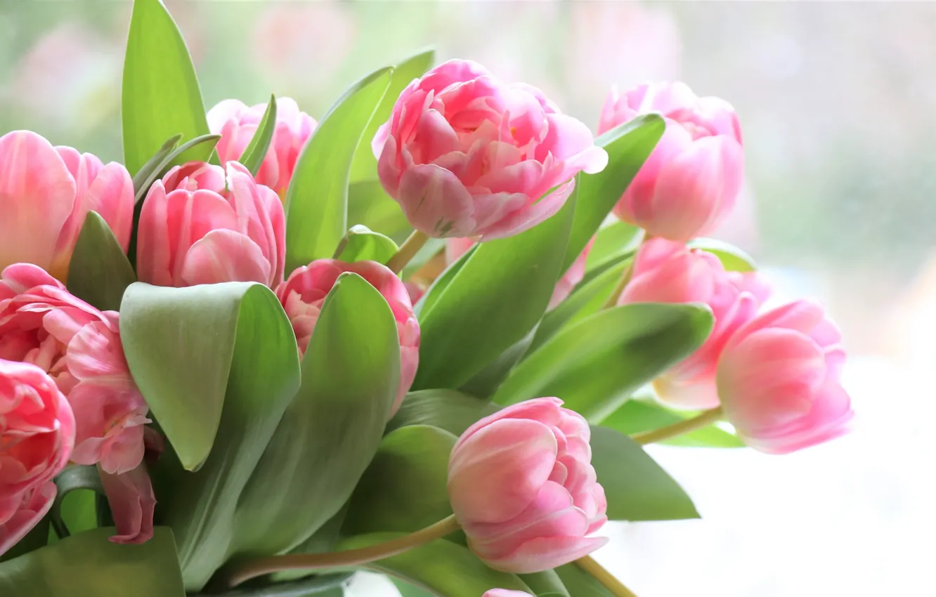 Photo wallpaper bouquet, spring, tulips, pink