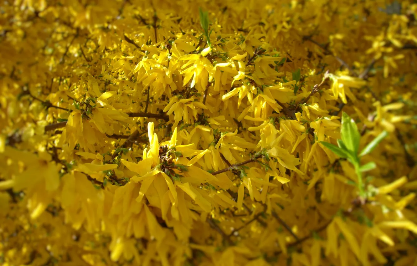 Photo wallpaper yellow, spring, flowering, forsythia