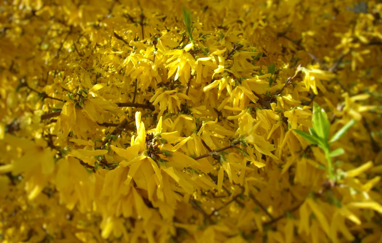 Photo wallpaper spring, flowering, yellow, forsythia