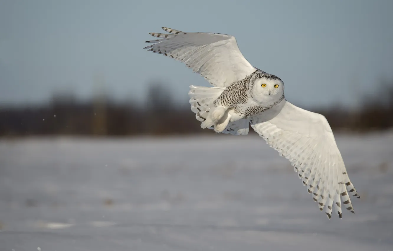 Photo wallpaper winter, snow, nature, owl, bird, snowy owl