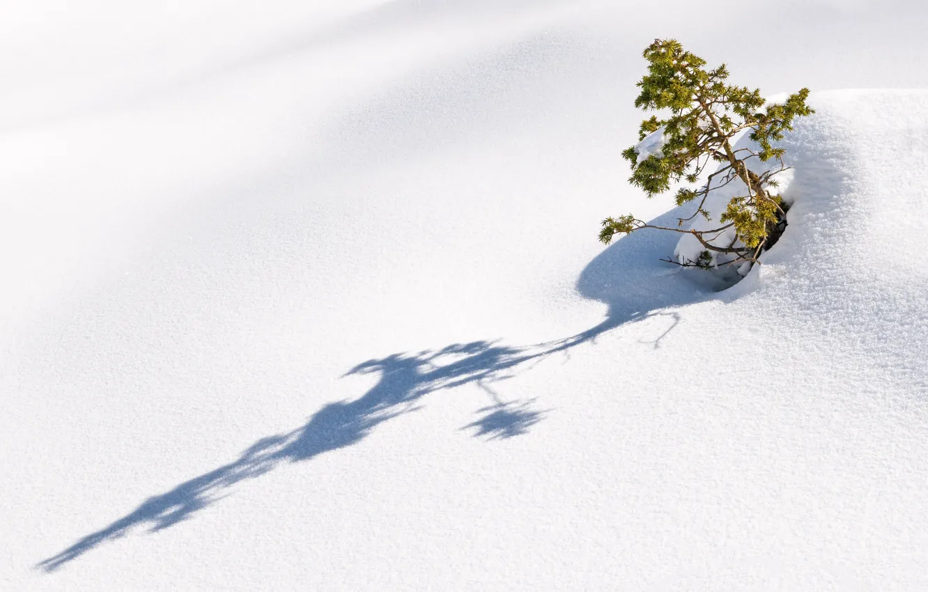 Photo wallpaper winter, snow, slope, tree