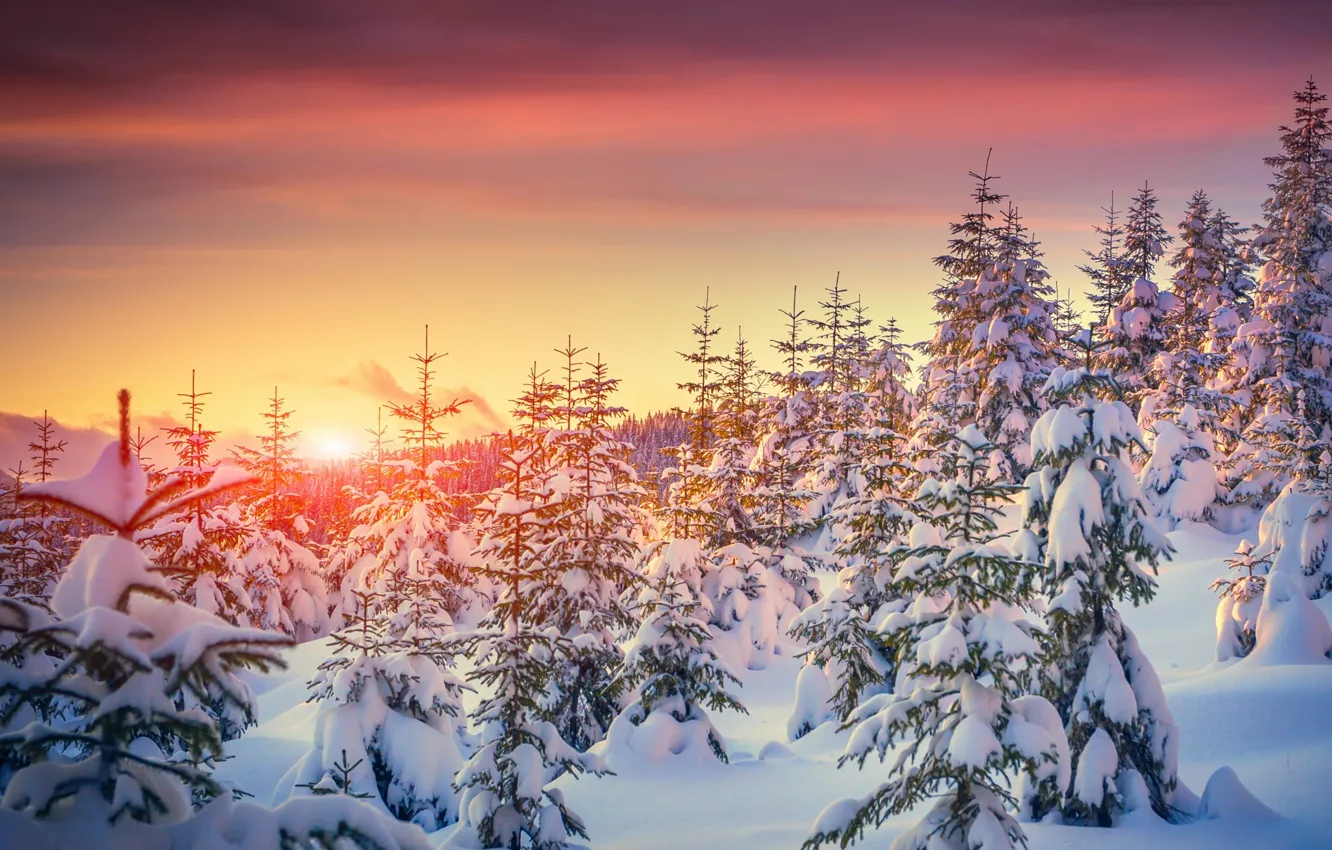 Photo wallpaper tree, snow, winter, glow, sunset
