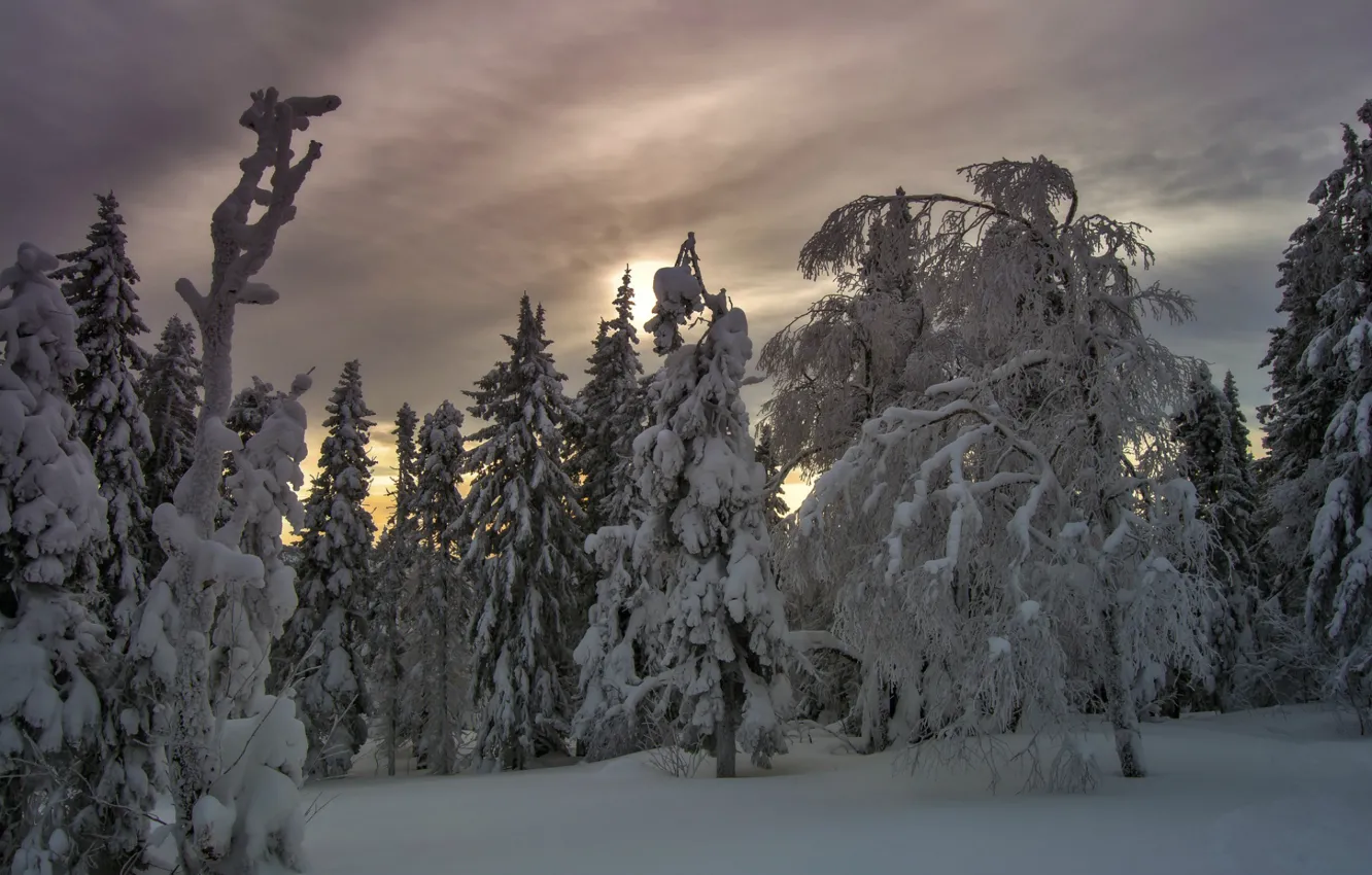 Photo wallpaper winter, snow, frost, the snow, winter forest