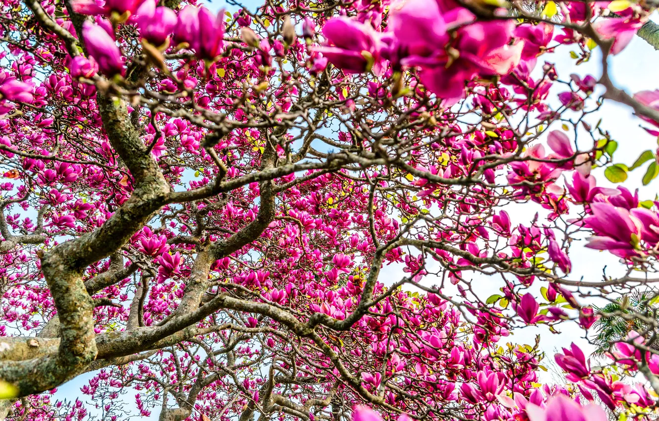 Photo wallpaper trees, flowers, branches, Magnolia