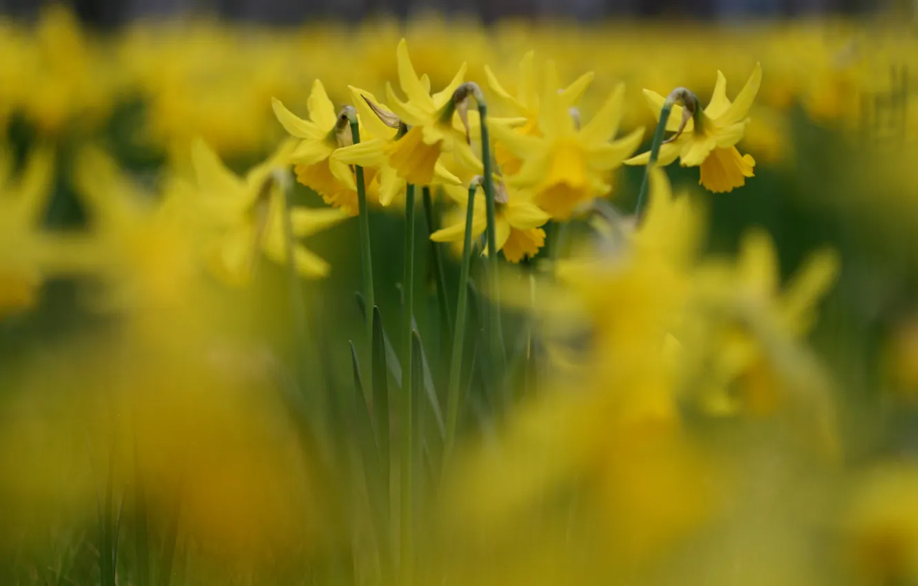 Photo wallpaper flowers, nature, yellow, petals, buds, daffodils
