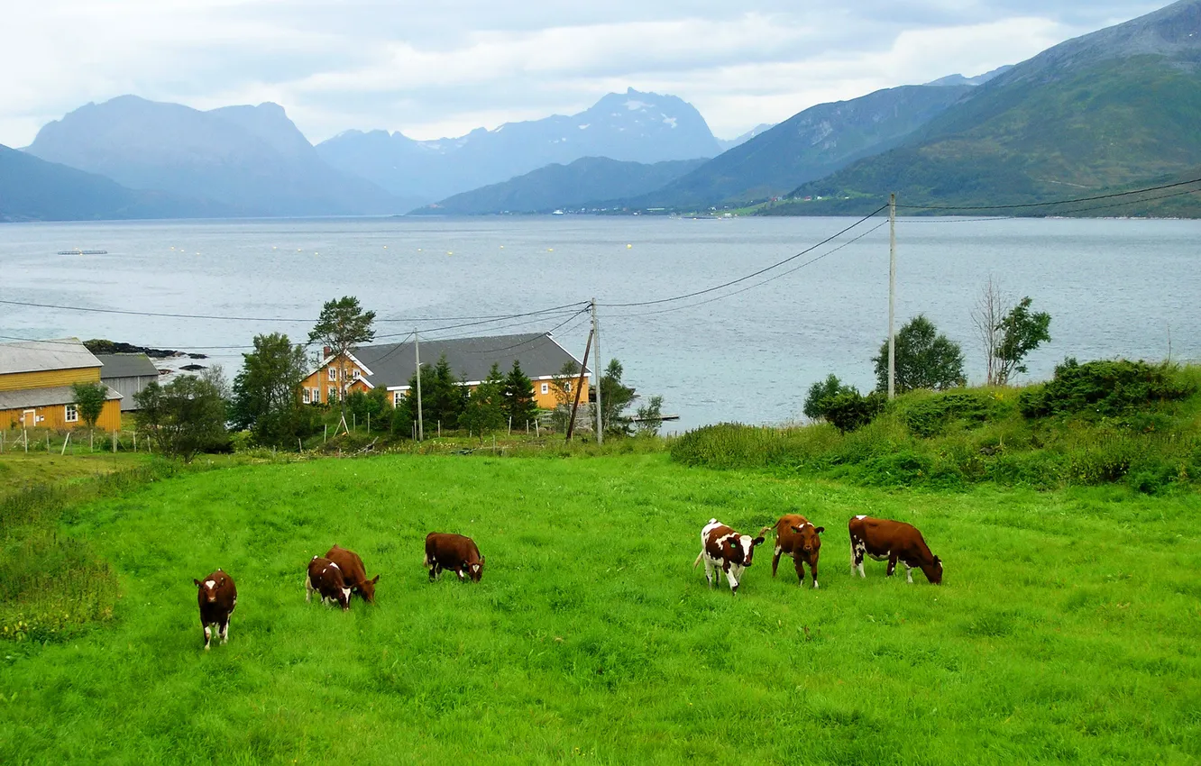 Photo wallpaper mountains, nature, photo, animal, shore, home, cows, Norway