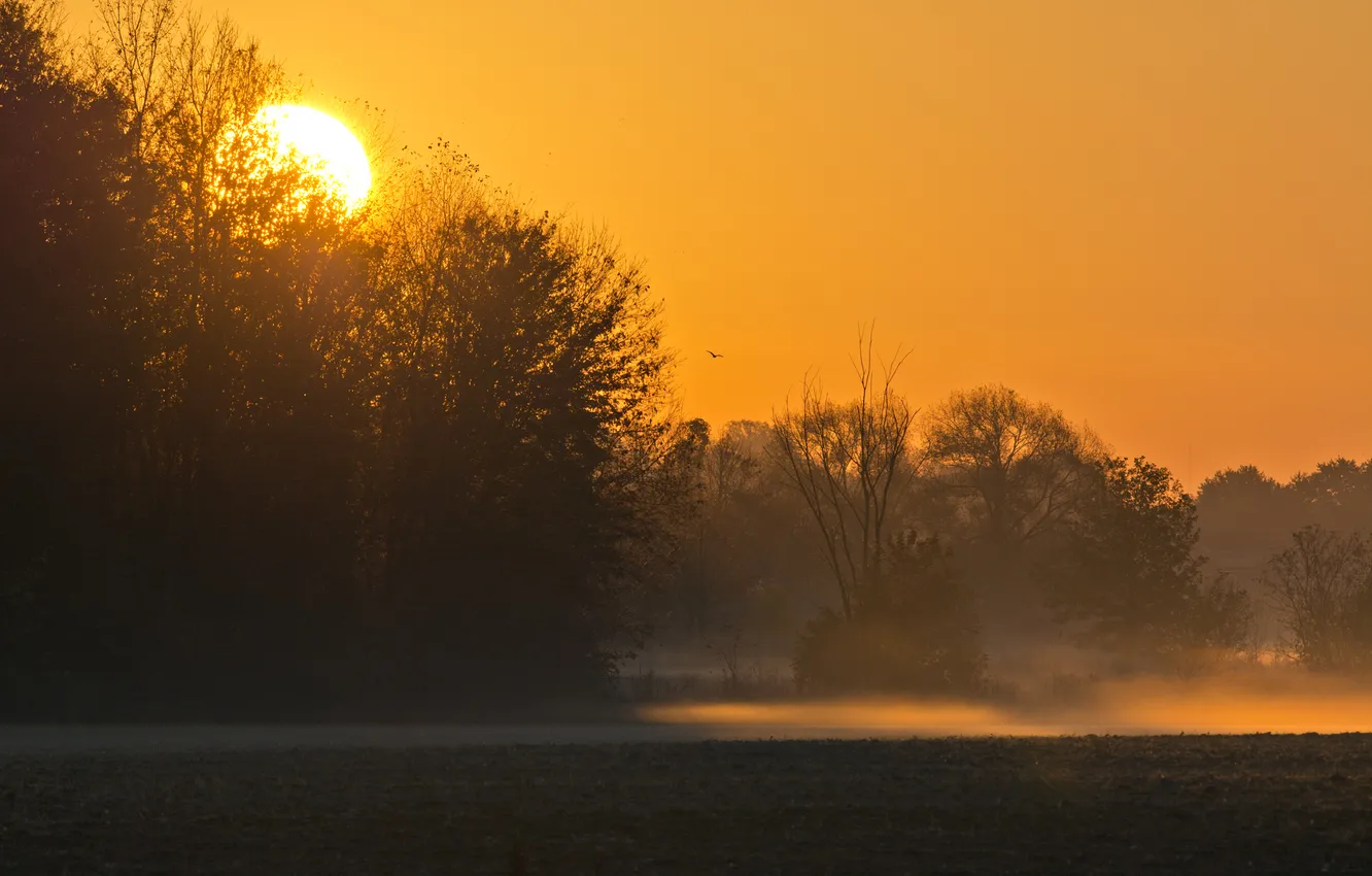 Photo wallpaper the sky, trees, landscape, sunset, nature, fog