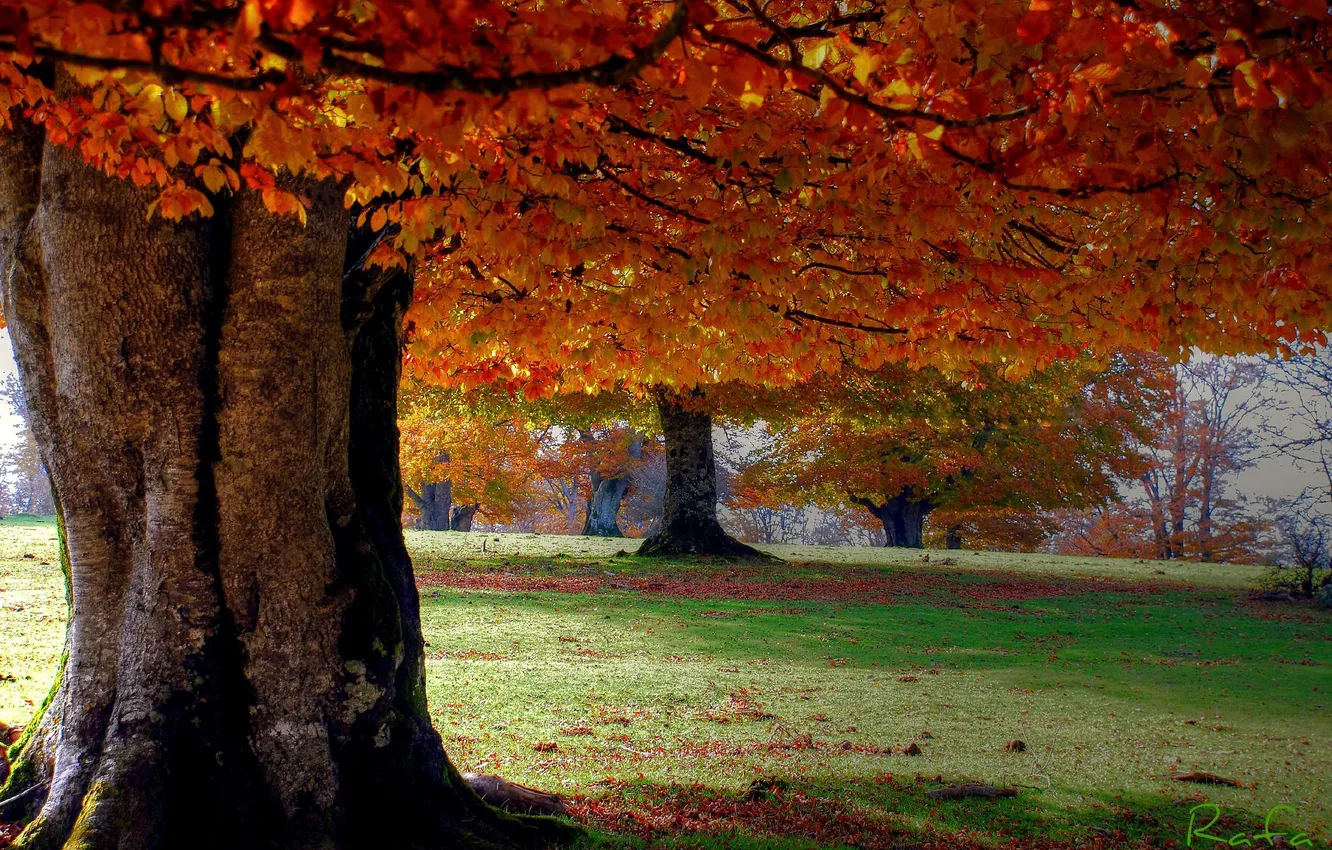 Photo wallpaper autumn, trees, nature, Park