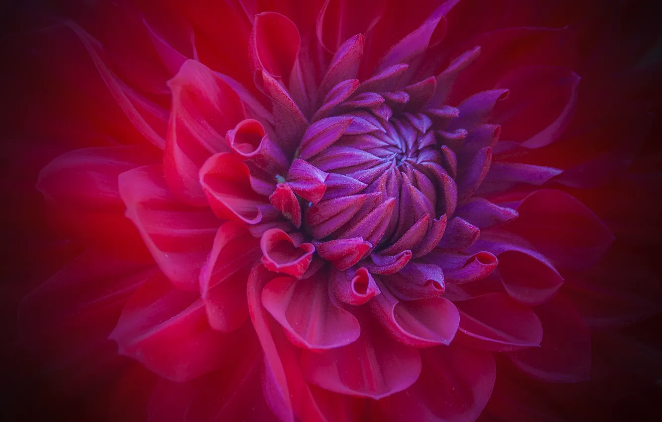 Photo wallpaper flower, macro, red, petals, Bud