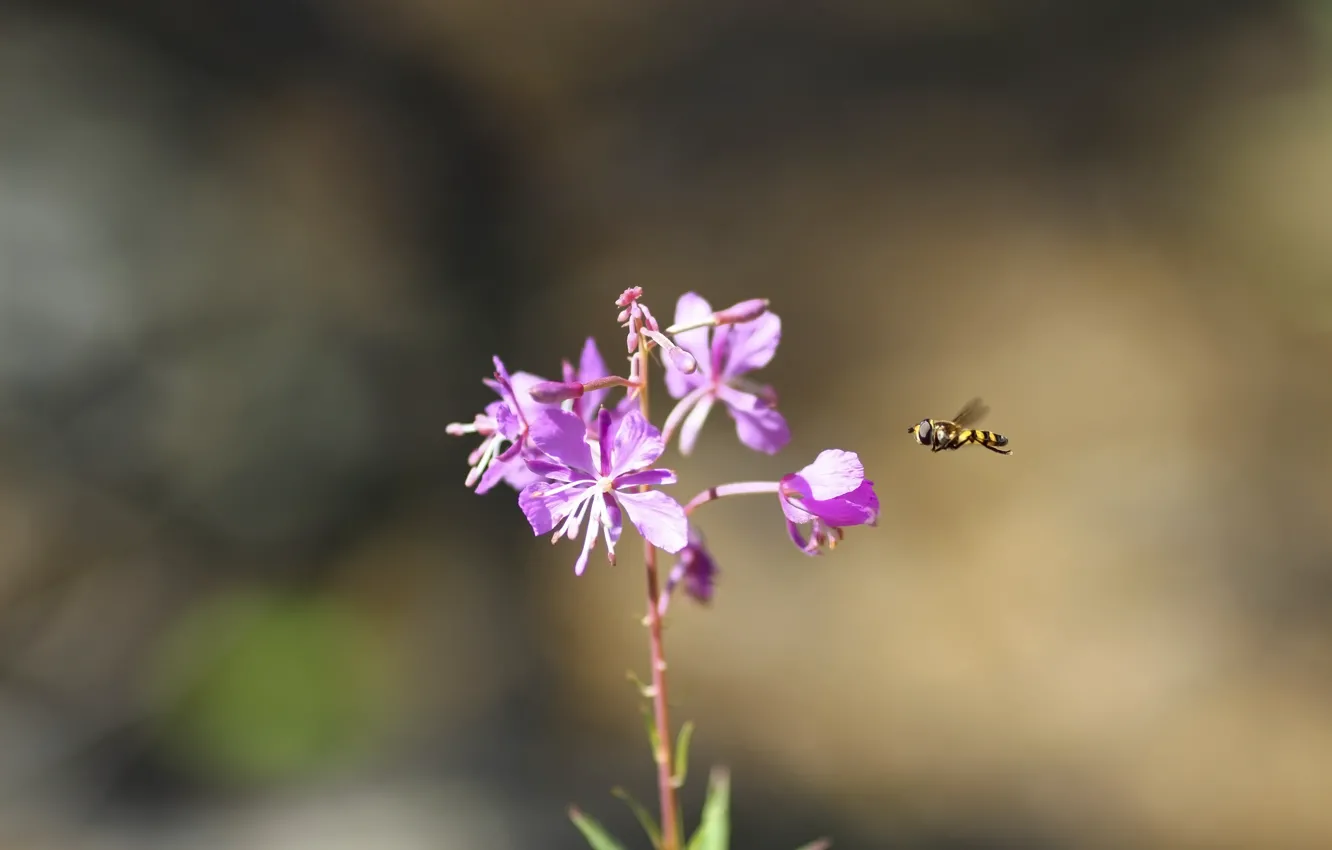 Photo wallpaper flowers, fly, background
