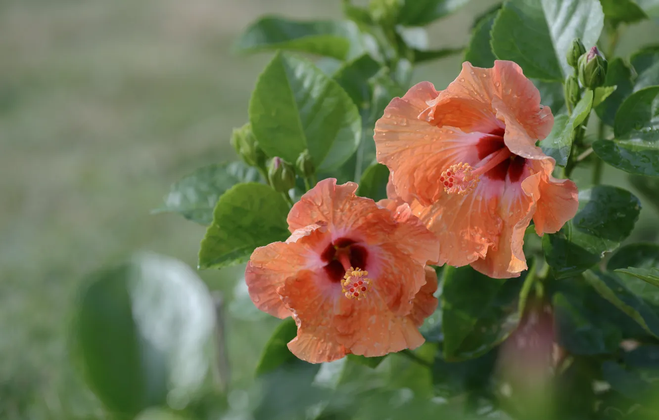 Photo wallpaper stamens, leaf, flowering, hibiscus