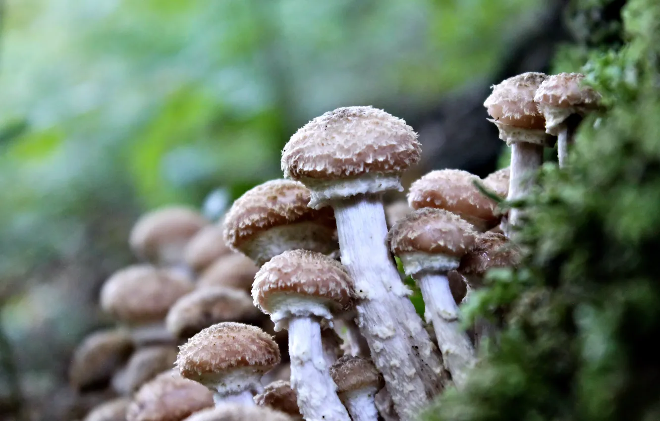 Photo wallpaper forest, mushrooms, nature nature, mushrooms, autumn in the forest