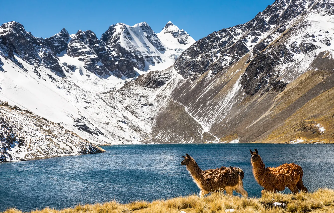Photo wallpaper mountains, nature, two, pair, walk, Lama, snowy peaks