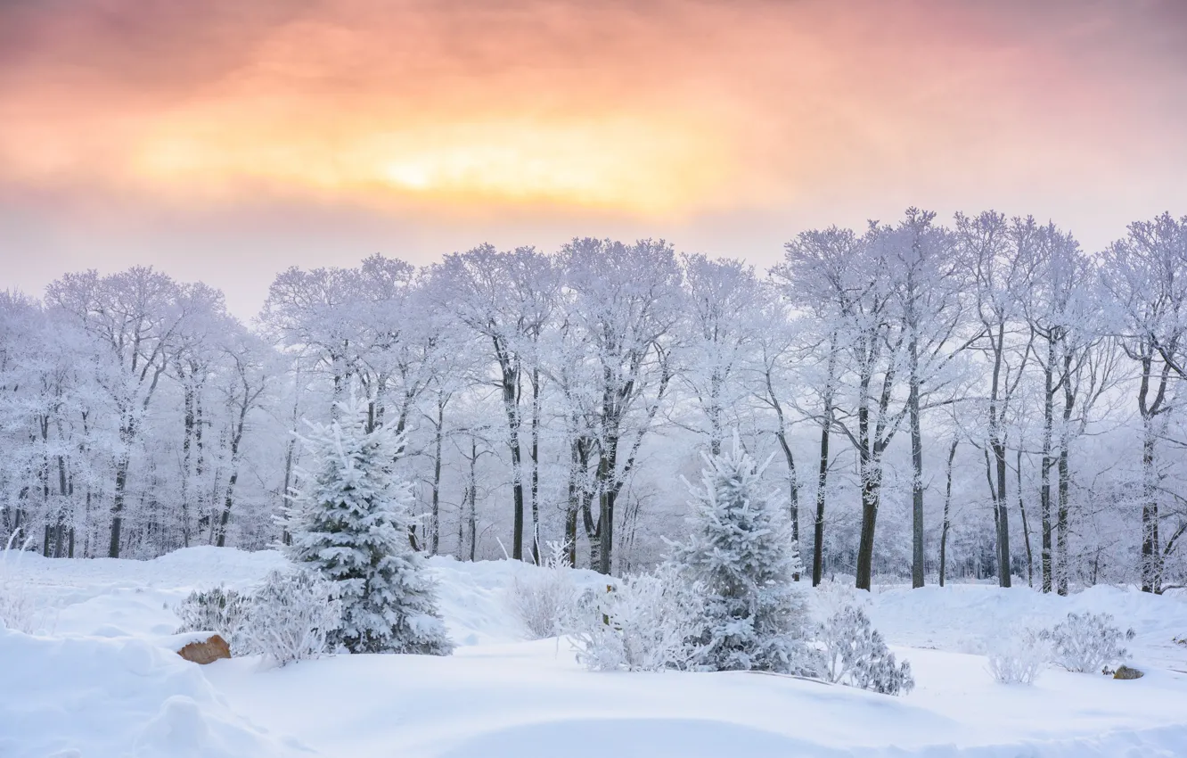 Photo wallpaper winter, snow, trees, sunrise, dawn, morning, ate, the snow