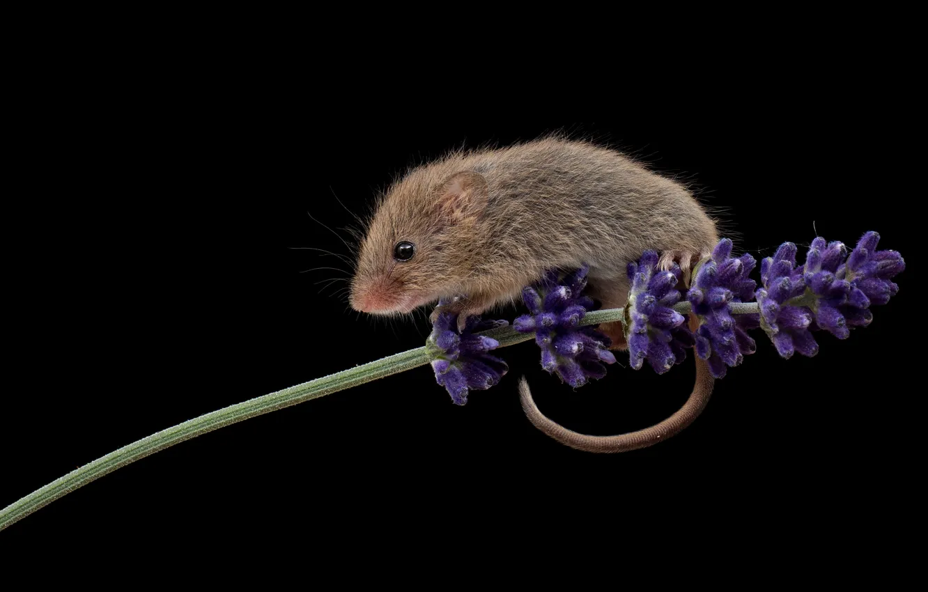 Photo wallpaper flowers, sprig, mouse, mouse, black background, lavender, field