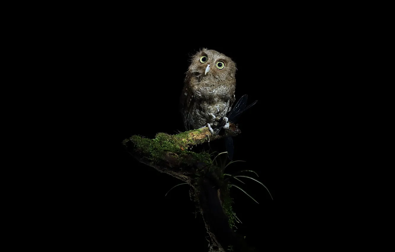 Photo wallpaper night, branches, owl, black background, mining, the dark background