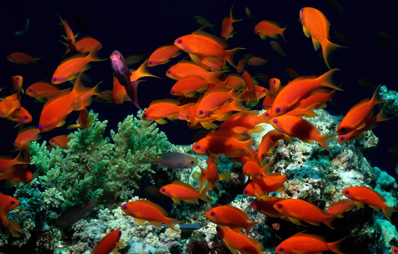 Photo wallpaper fish, algae, the world, corals, red, underwater