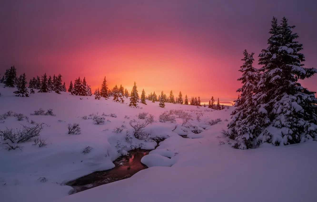 Photo wallpaper winter, snow, trees, sunset, nature, river, tree, the evening