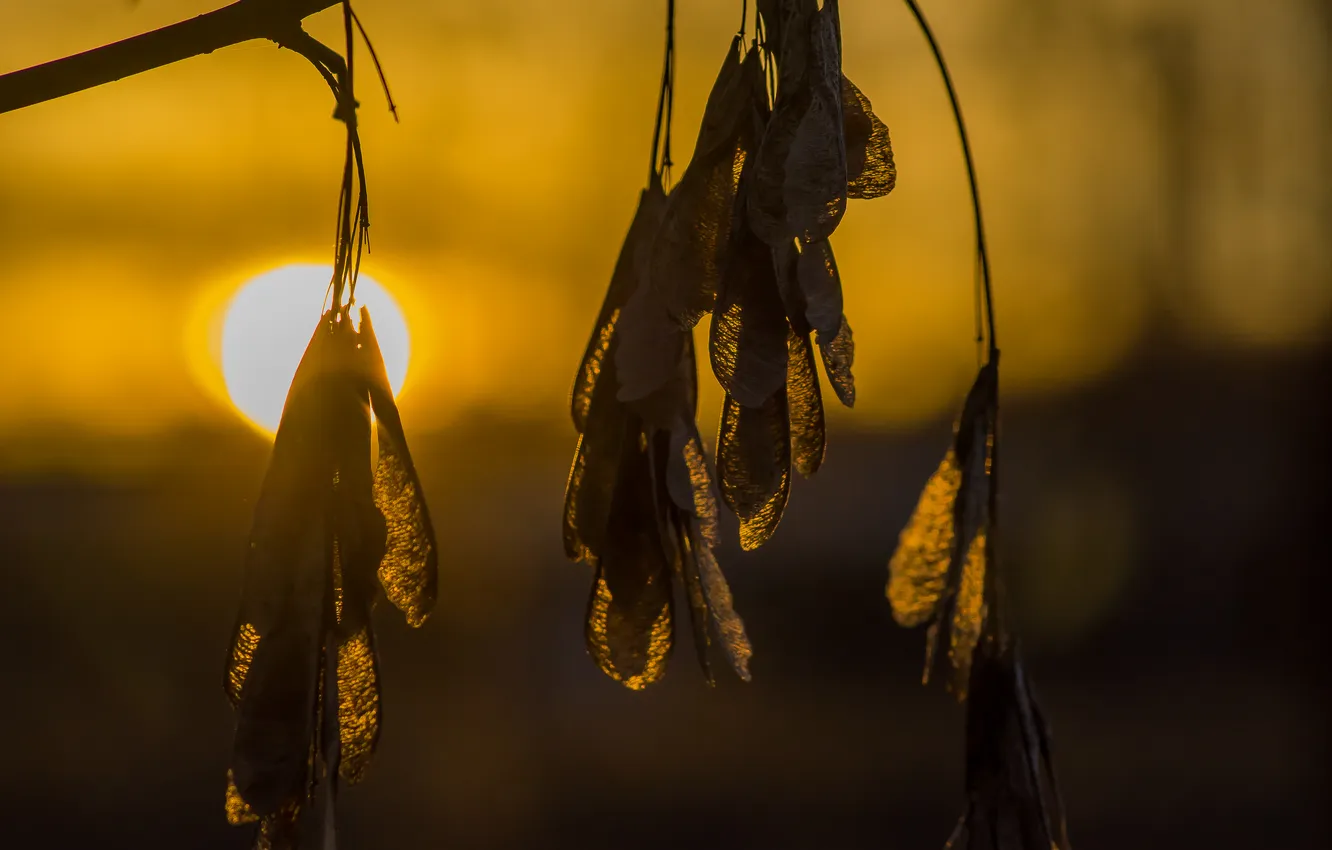 Photo wallpaper sunset, nature, spring, bokeh, earrings. spring