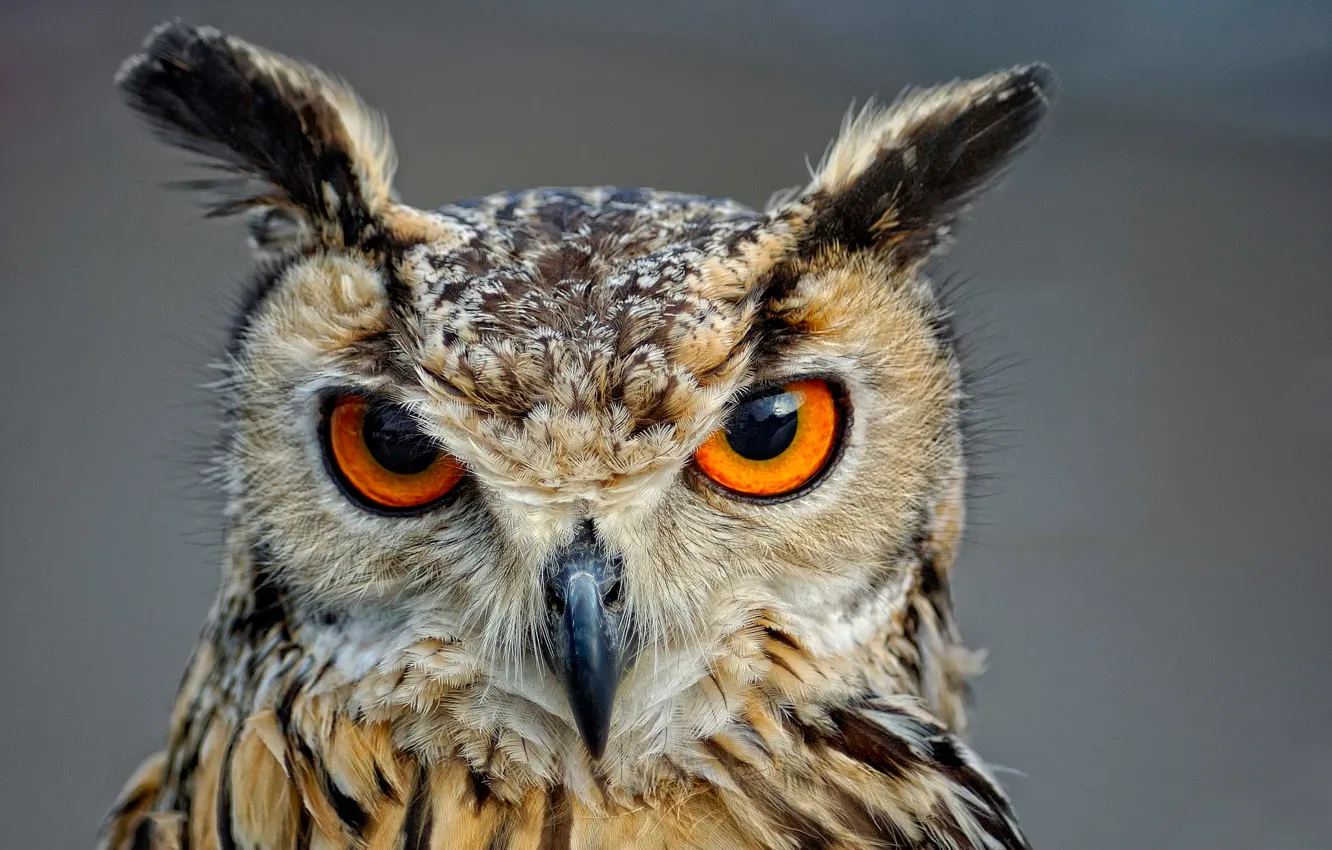 Photo wallpaper eyes, look, owl, bird