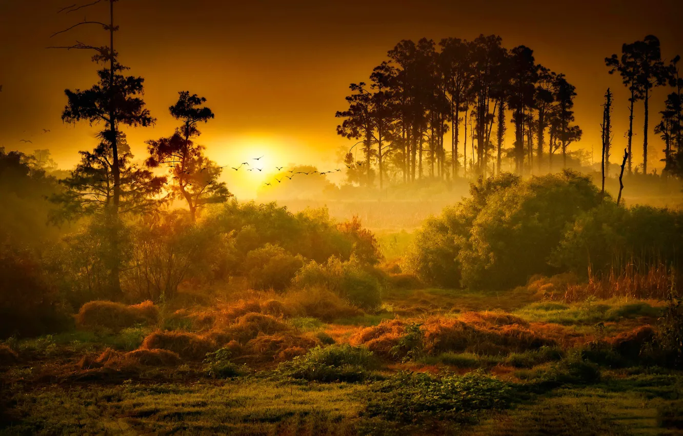 Photo wallpaper Sunset, The sun, Nature, Sunrise, Fog, Trees, Forest, Dawn