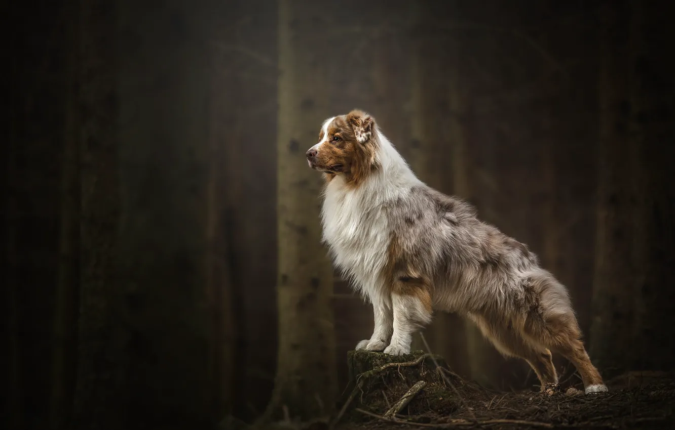 Photo wallpaper forest, look, trees, pose, the dark background, stump, dog, trunk