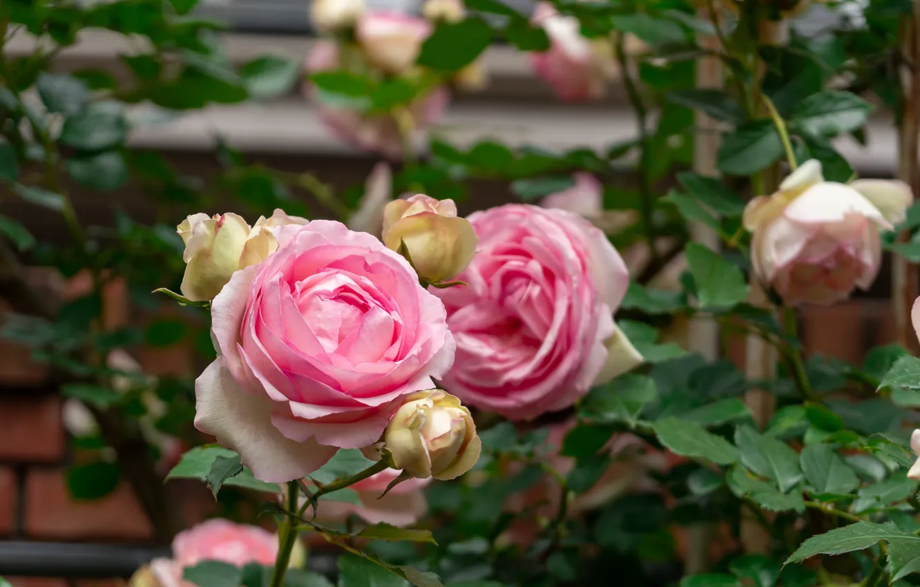Photo wallpaper flowers, roses, pink