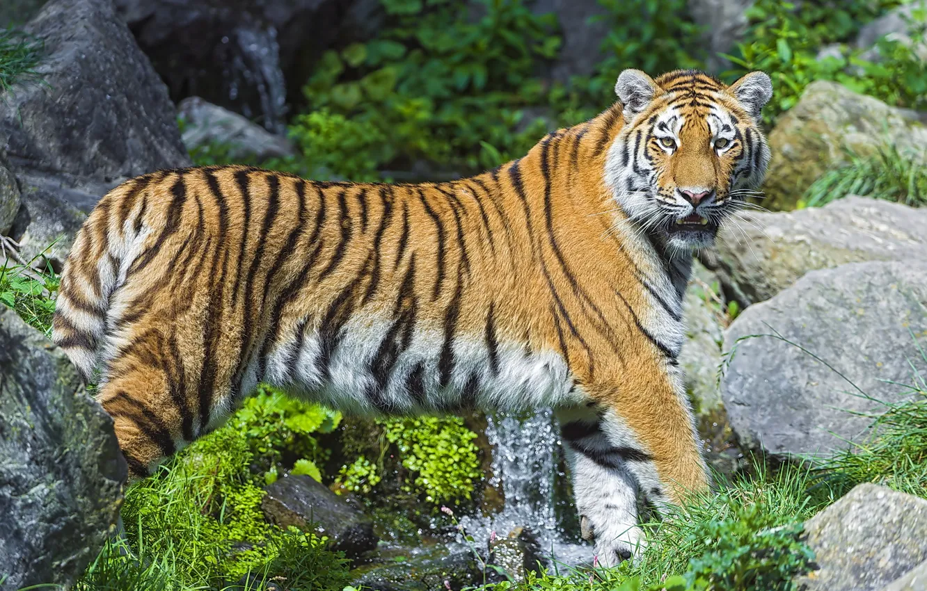 Photo wallpaper stream, stones, predator, the Amur tiger
