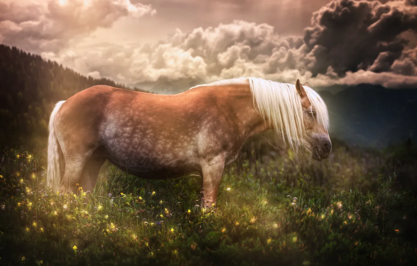 Photo wallpaper summer, nature, horse