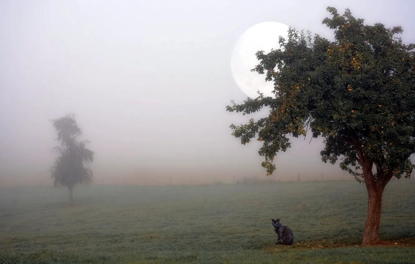 Photo wallpaper cat, fog, tree