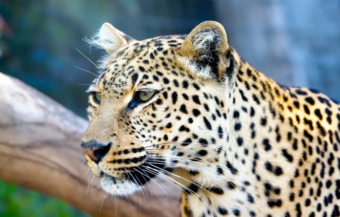 Photo wallpaper look, close-up, predator, leopard