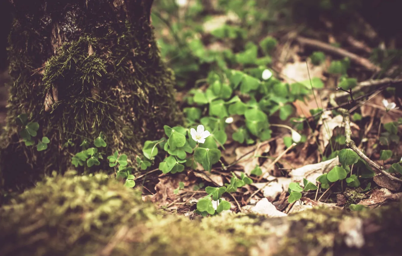 Photo wallpaper forest, nature, spring