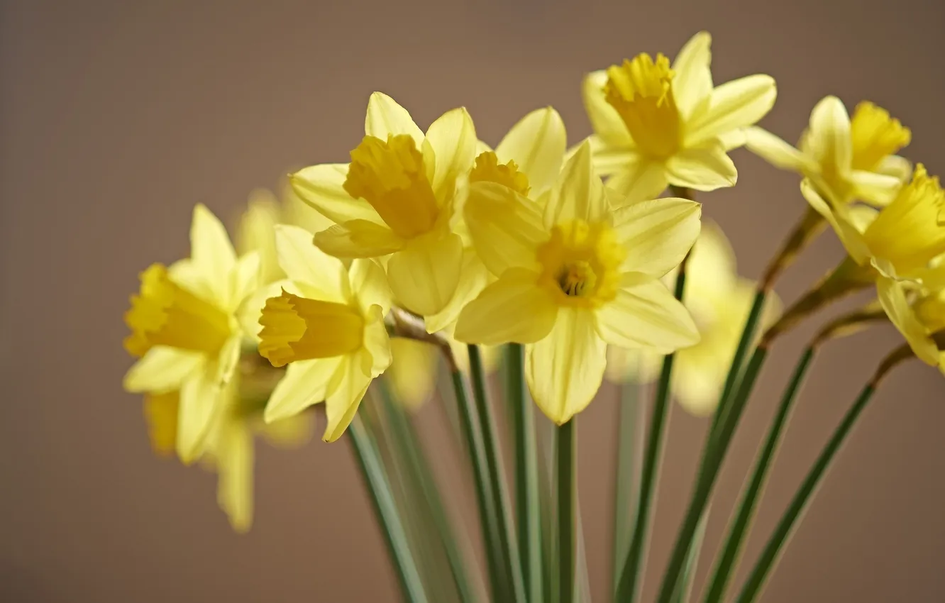 Photo wallpaper flowers, yellow, daffodils