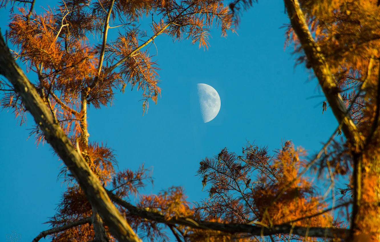 Photo wallpaper the sky, trees, branches, the moon