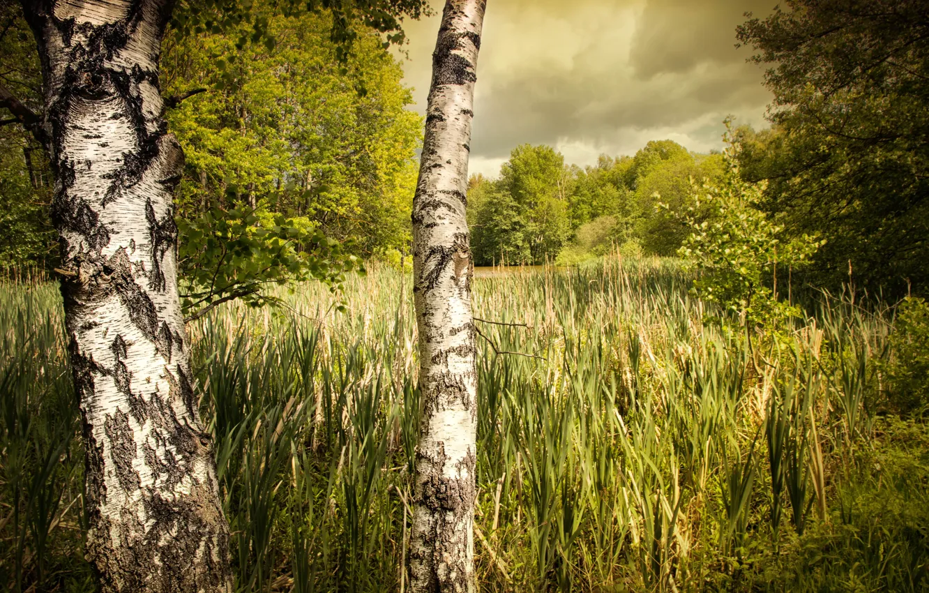 Photo wallpaper greens, forest, summer, grass, clouds, trees, foliage, trunk
