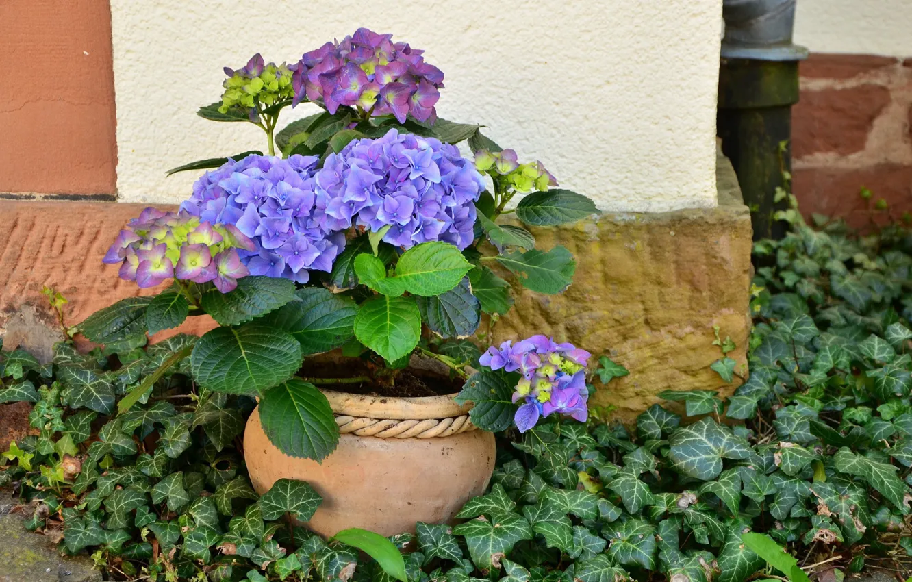 Photo wallpaper pot, hydrangea, ivy