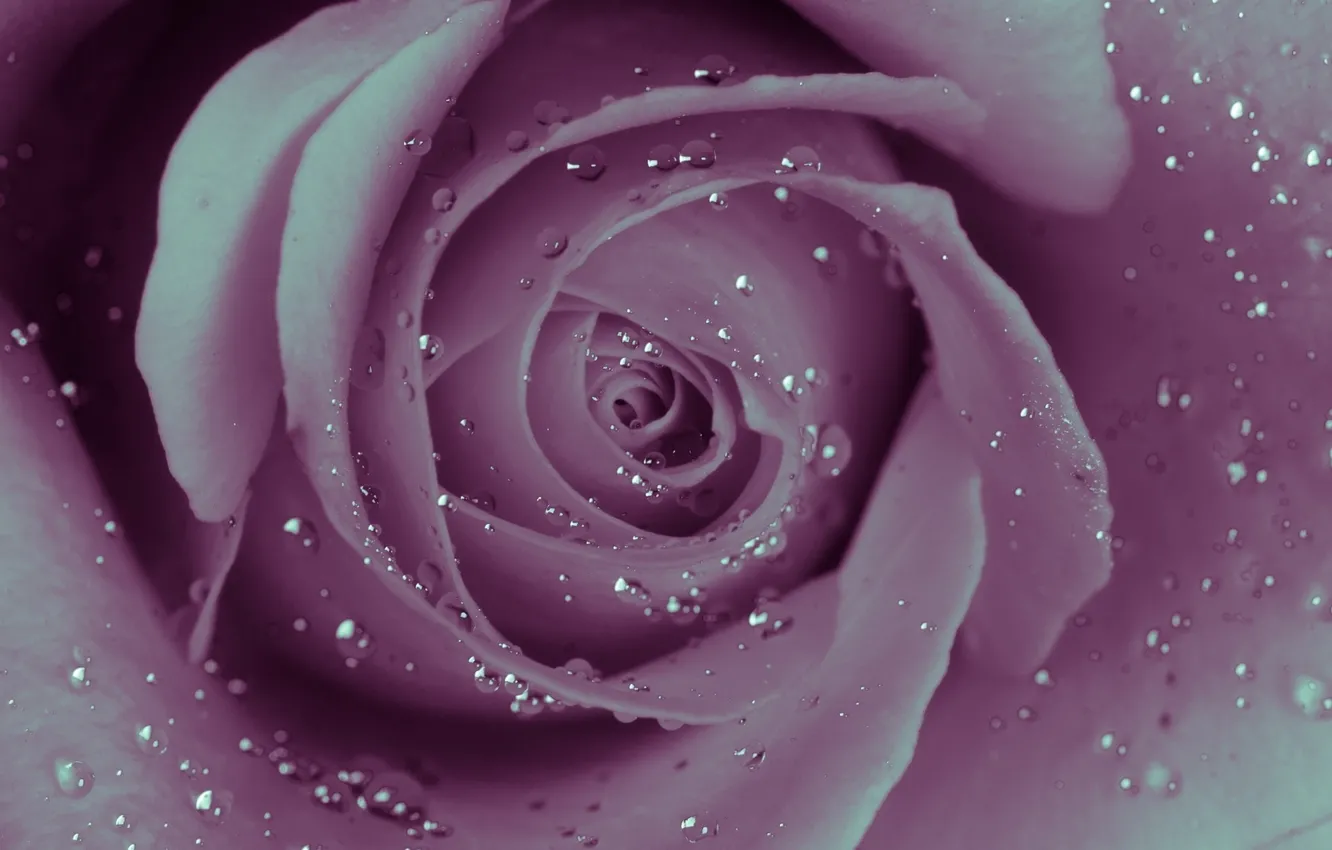 Photo wallpaper water, drops, Rosa, Wallpaper, rose, petals