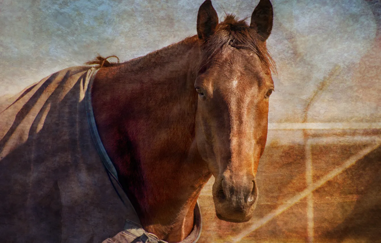 Photo wallpaper look, face, horse, horse, treatment, Cape, corral