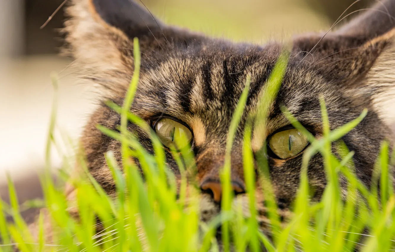 Photo wallpaper greens, cat, grass, cat, look, light, pose, grey