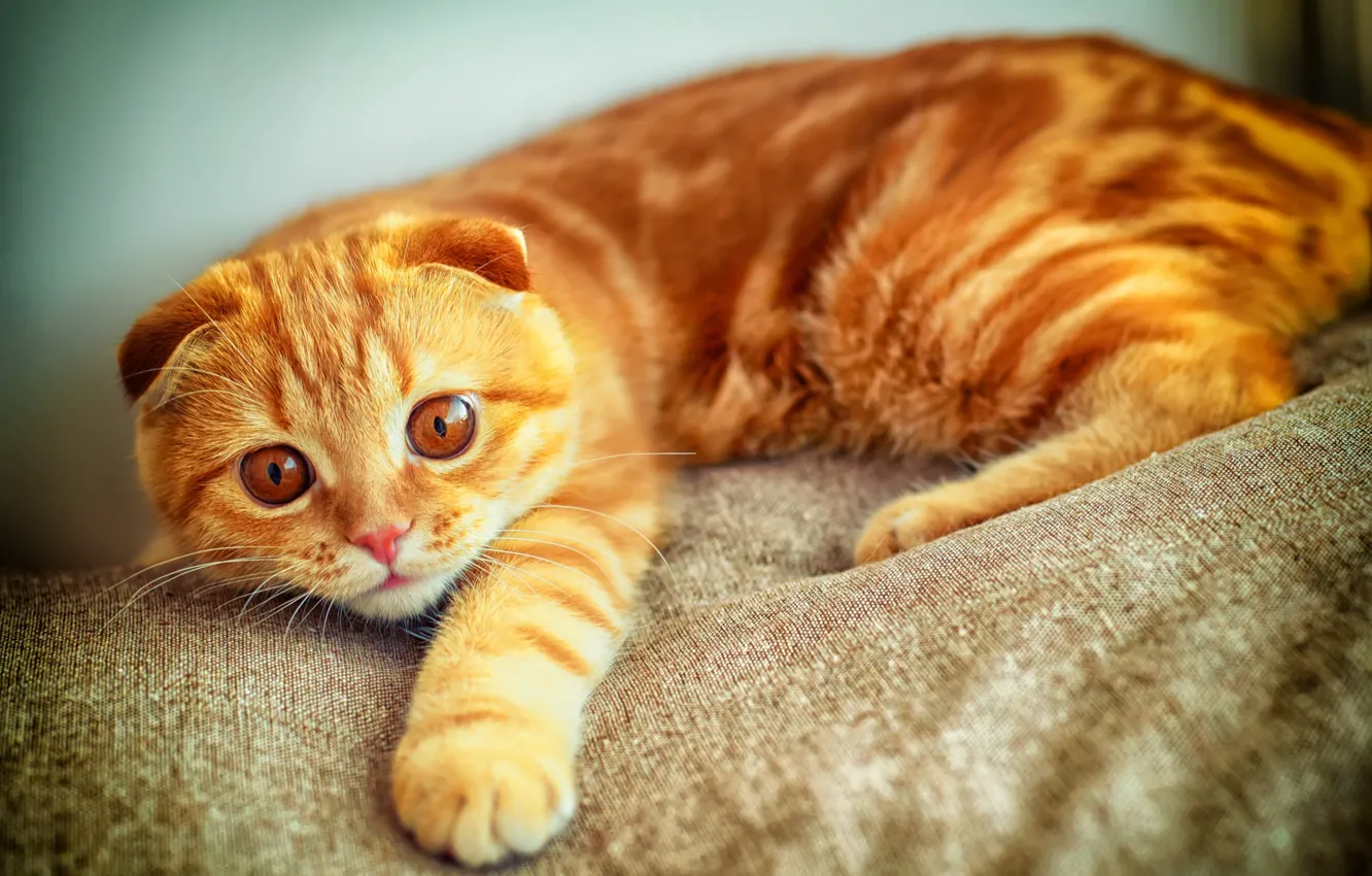 Photo wallpaper cat, look, paw, portrait, red, plays, Scottish fold
