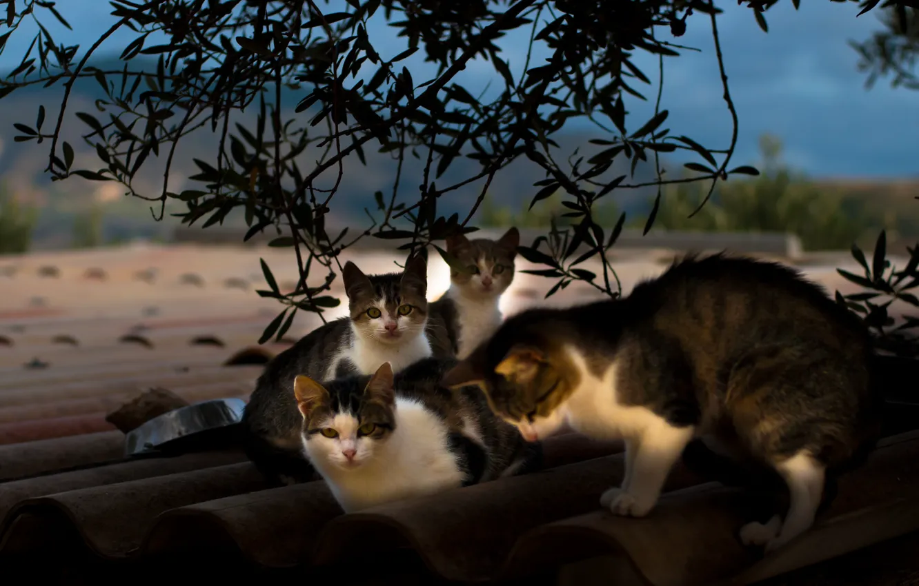 Photo wallpaper summer, cats, family, Schiffer