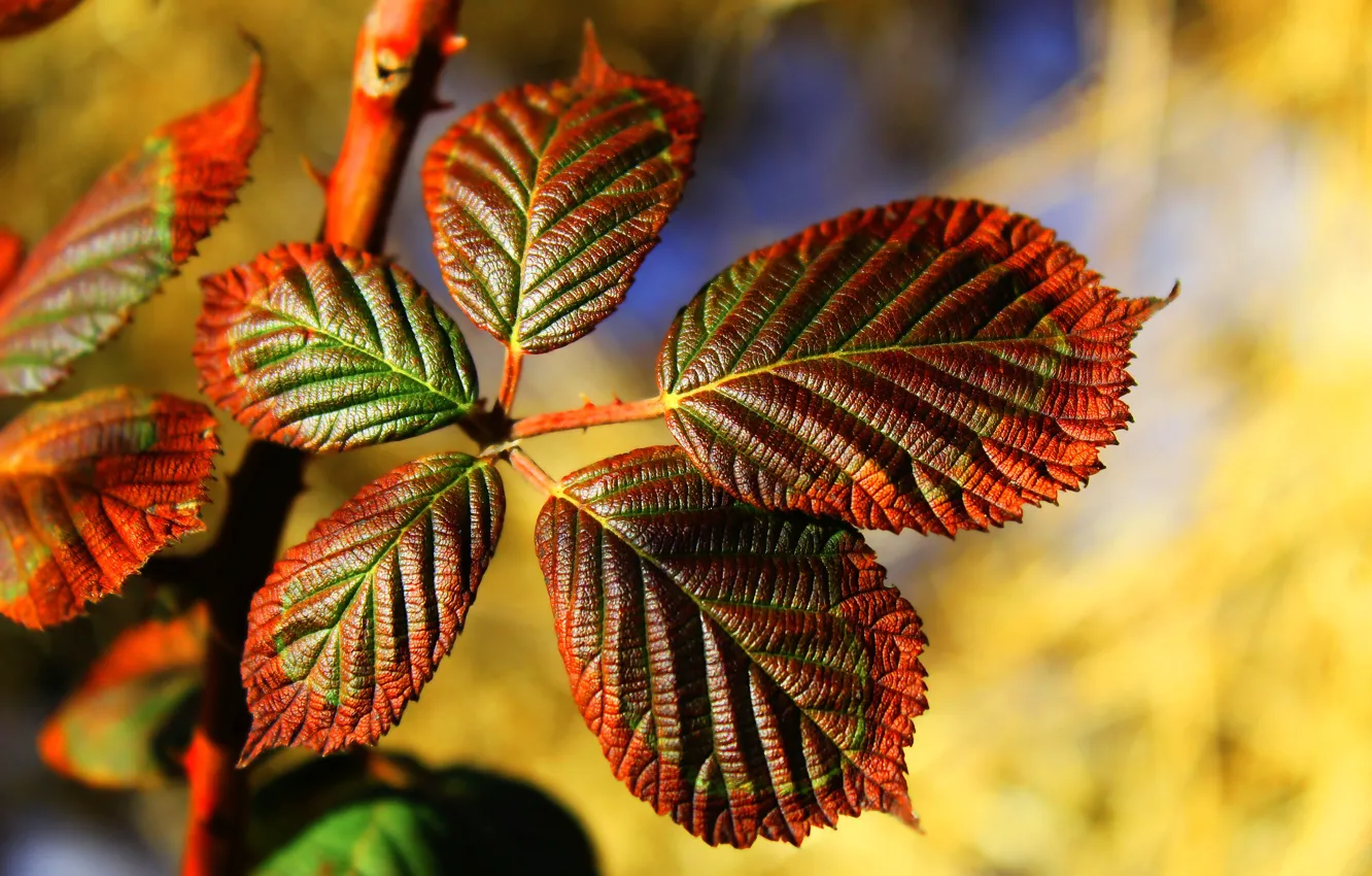Photo wallpaper autumn, leaf, twig