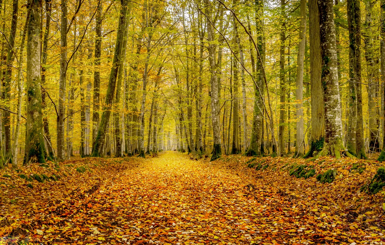 Photo wallpaper road, autumn, forest, leaves, trees