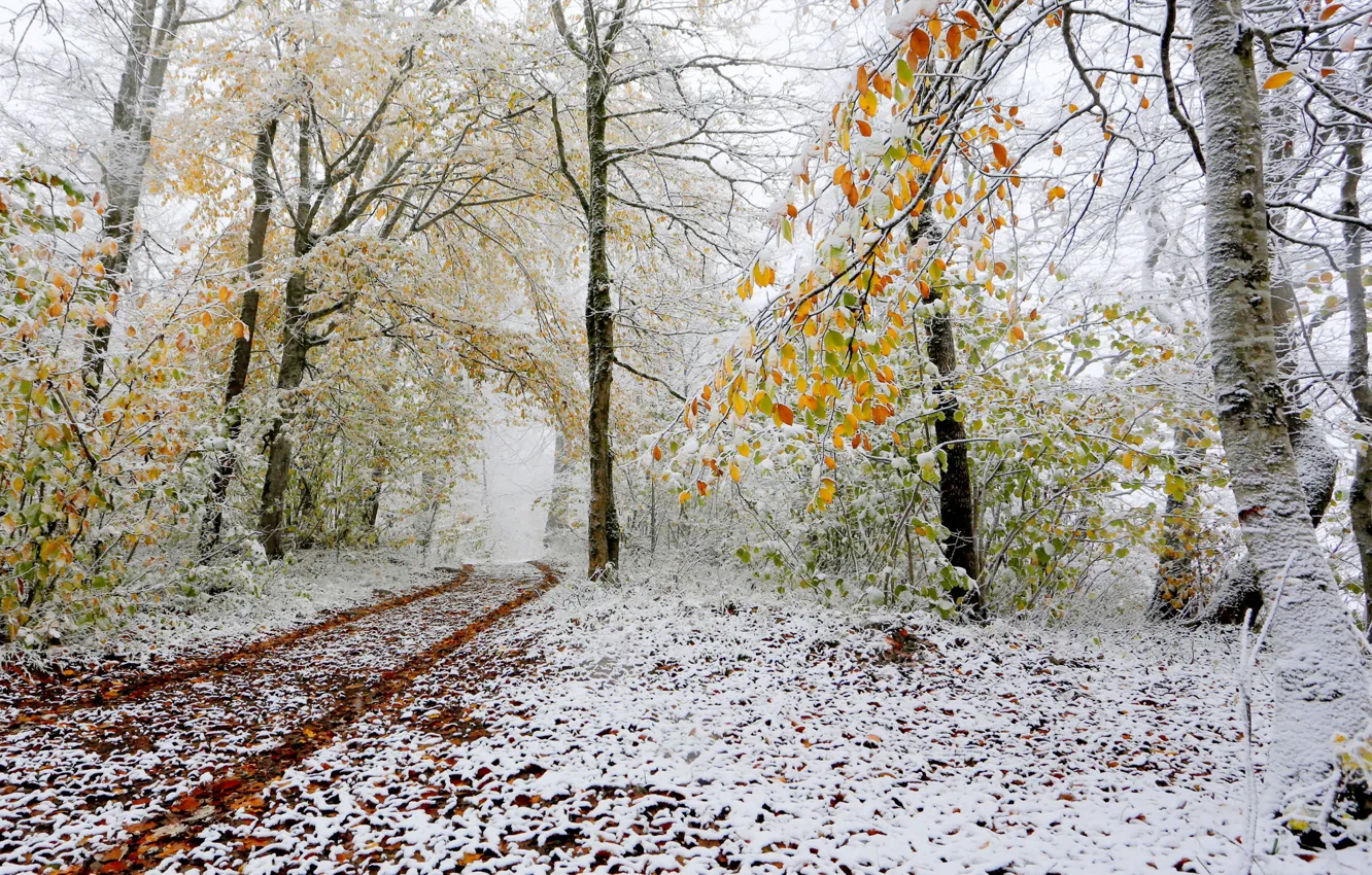 Photo wallpaper autumn, forest, snow, trees