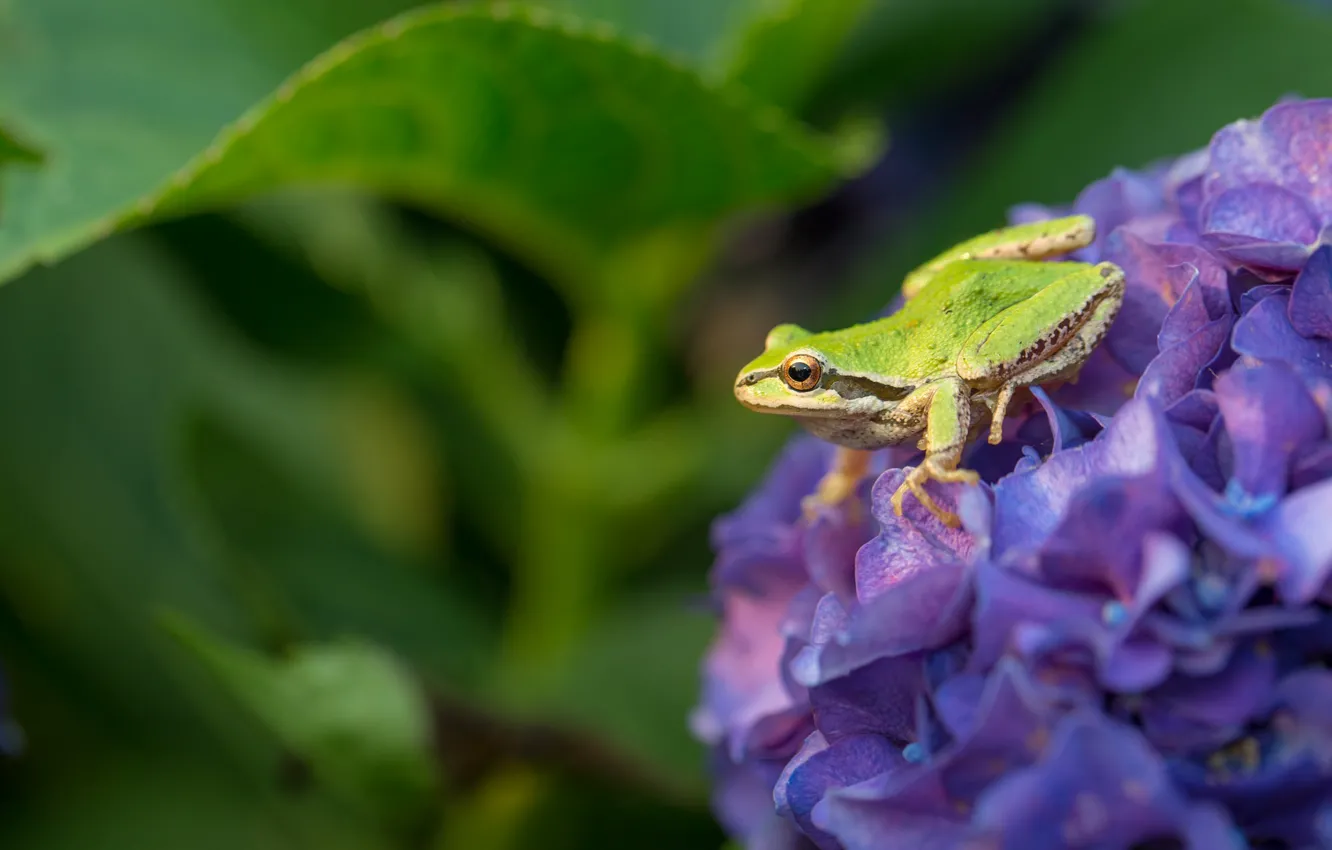 Photo wallpaper grass, leaves, flowers, nature, green, frog, hydrangea