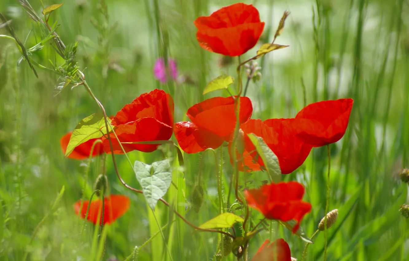 Photo wallpaper field, grass, nature, Maki, petals, meadow