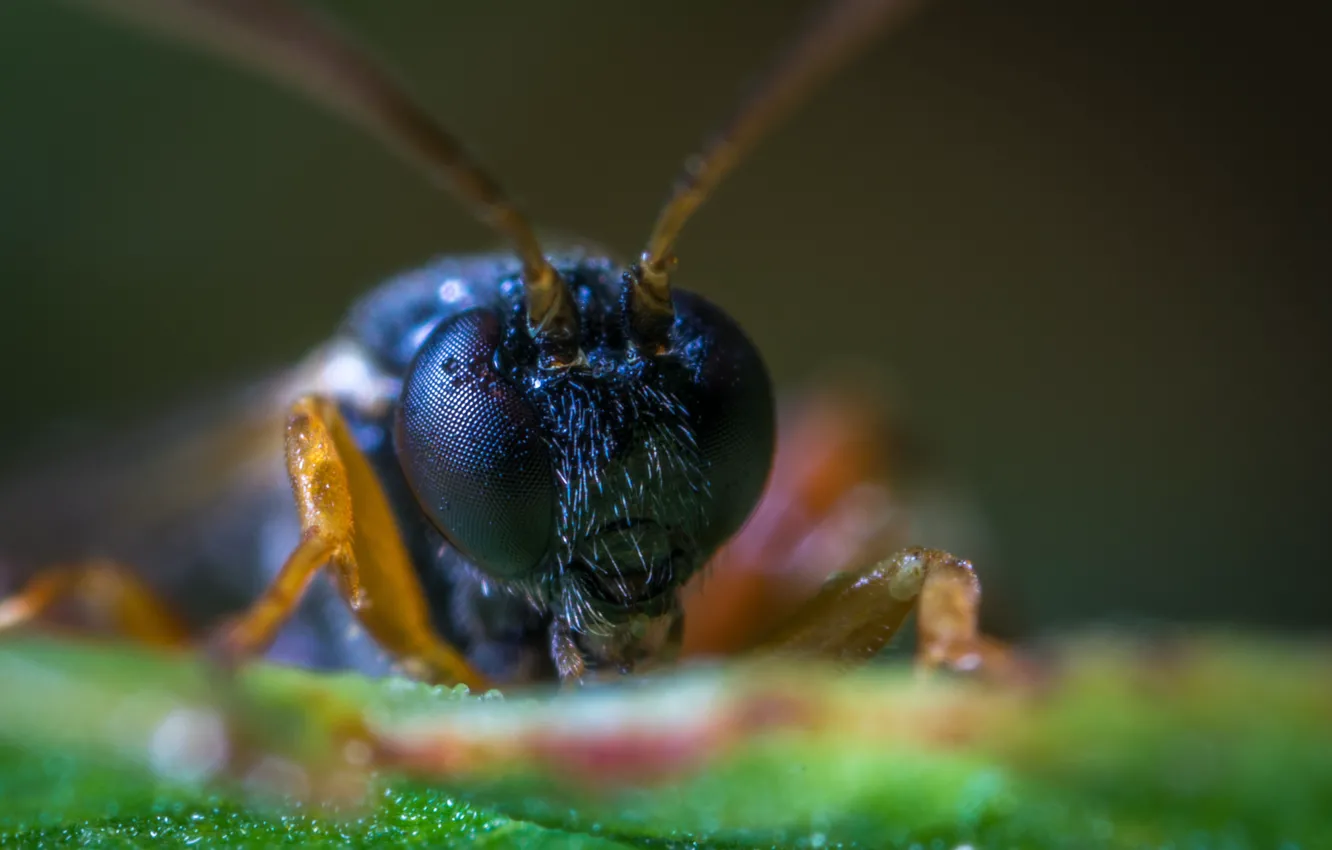 Photo wallpaper eyes, macro, paws, insect, antennae, close-up, macro, insect